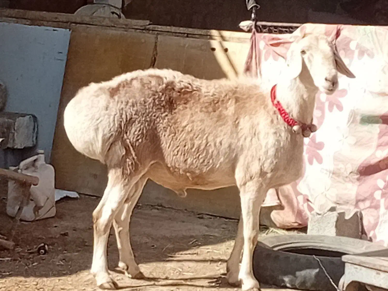 بز داشتی آبستن  قوچ ومیش|حیوانات مزرعه|اقلید, |دیوار