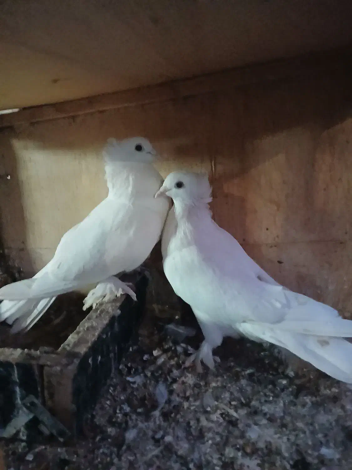 سلام یه جفت پاپر|پرنده|دماوند, دماوند|دیوار