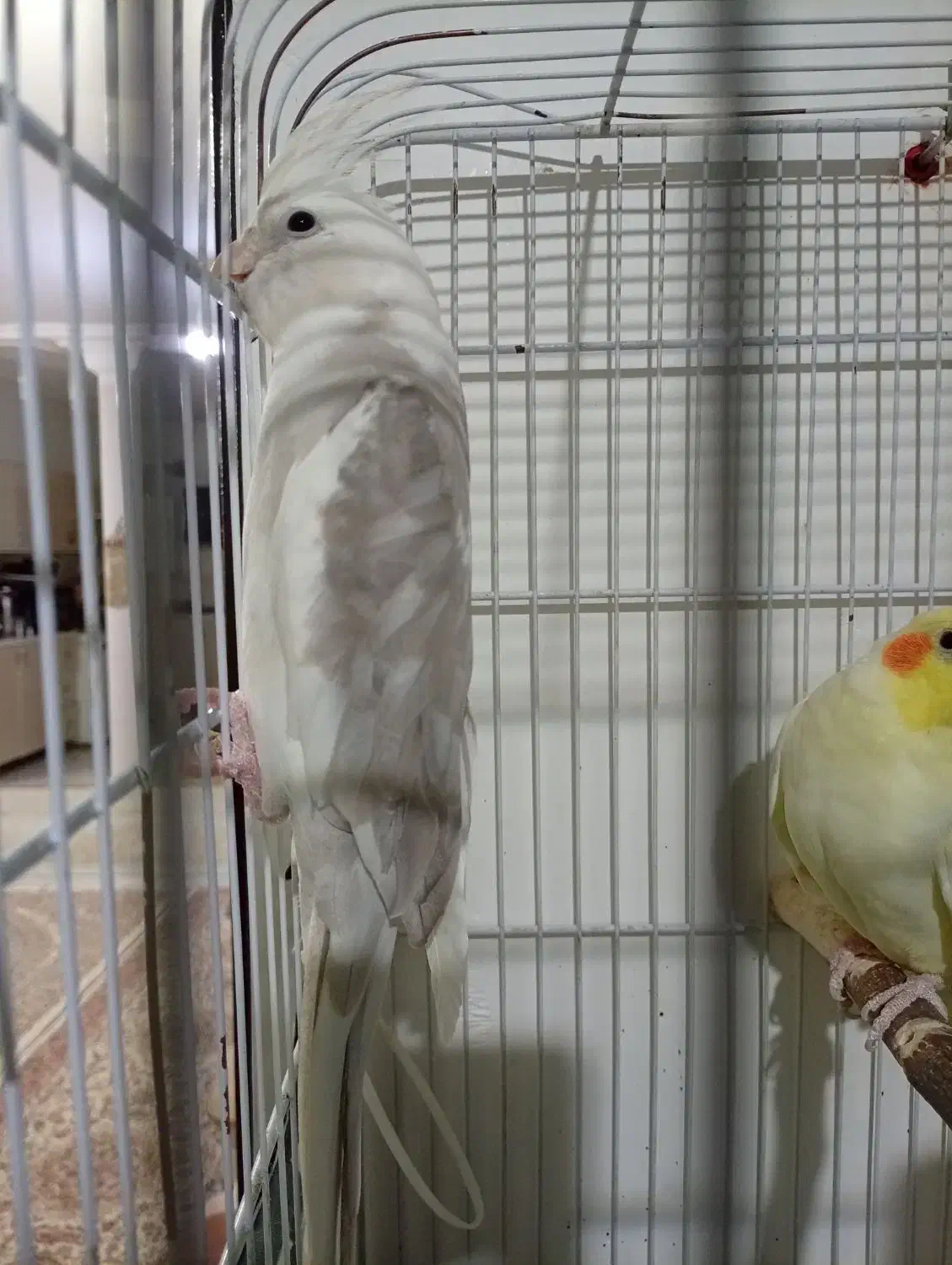 عروس مولد|پرنده|ماکو, |دیوار