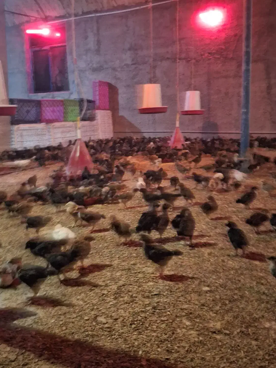 فروش جوجه محلی|حیوانات مزرعه|جوادآباد, |دیوار