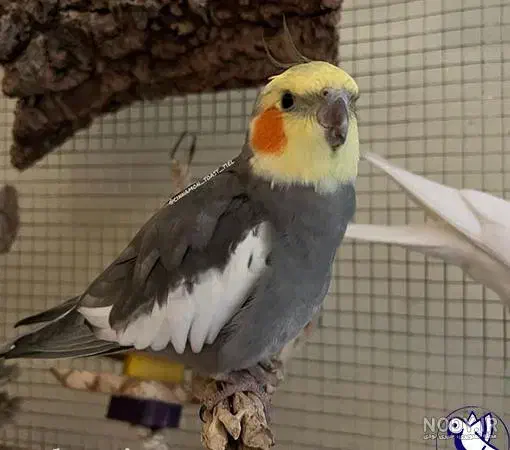 عروس هلندی گمشده|حیوانات|ری, اقدسیه|دیوار