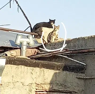 به یابنده این گربه درانزاب ۵۰۰ هزارتومان مژدگانی|گربه|مراغه, |دیوار