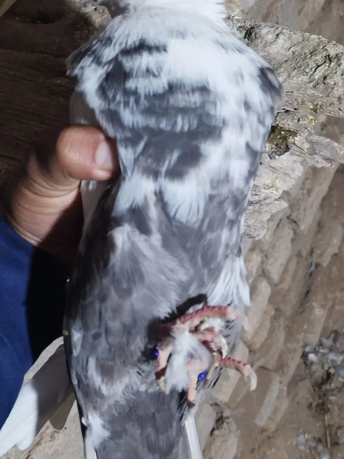 کبوتر دم قهوه ایی|پرنده|سوسنگرد, |دیوار