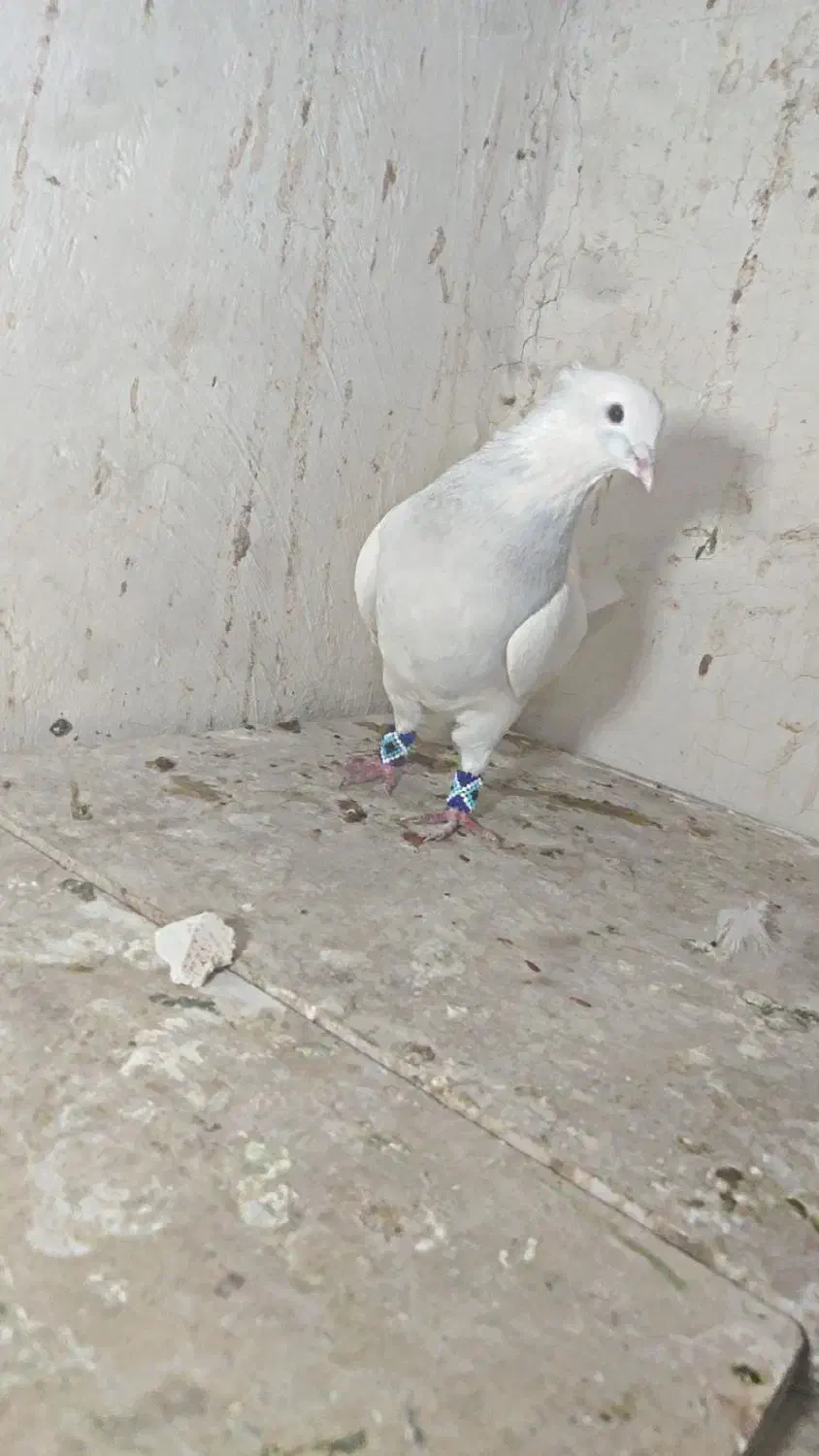 کفتر پرشی|پرنده|چناران, |دیوار