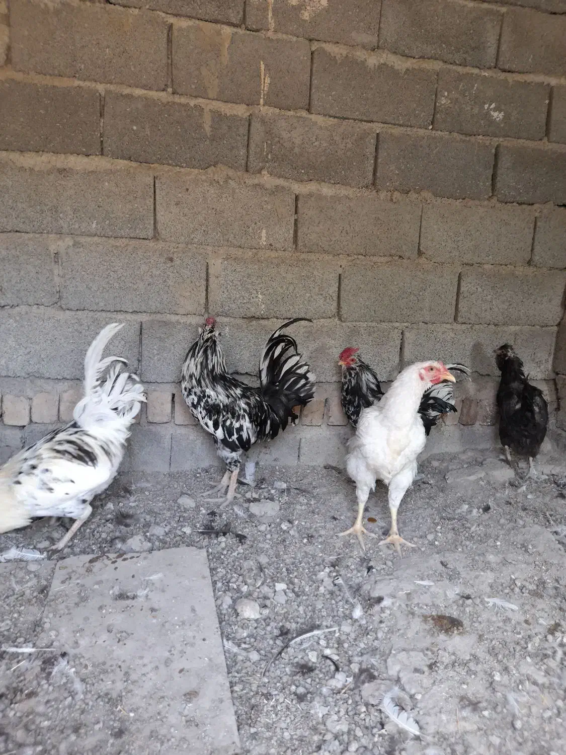 ۲عددخروس گلین|حیوانات مزرعه|شهریار, بکه|دیوار