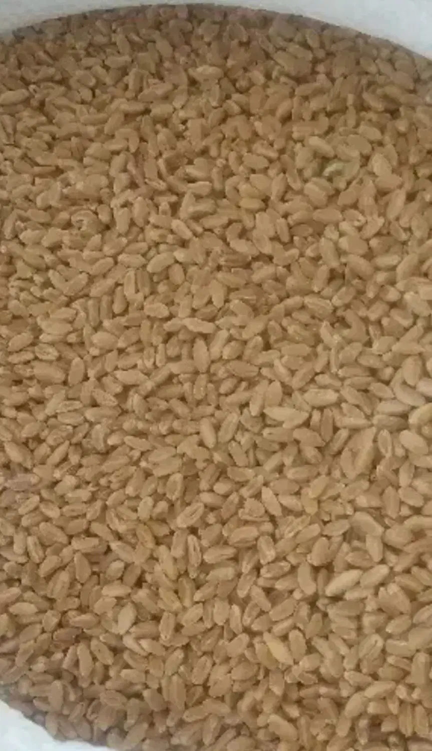 گندم|خوردنی و آشامیدنی|مرودشت, مسکن مهرگان|دیوار
