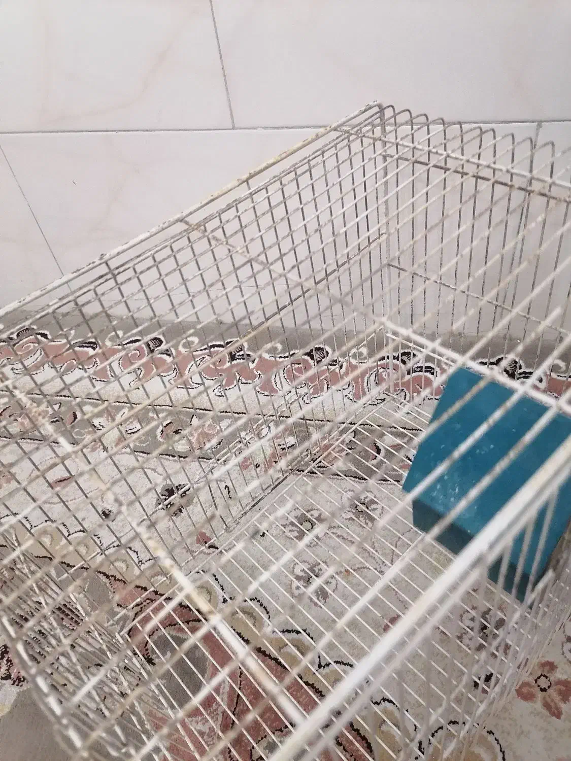 قفس پرنده|لوازم جانبی حیوانات|یزد, |دیوار