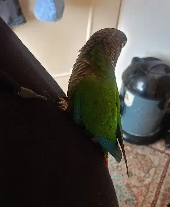 طوطی گرینچیک|پرنده|تهران, مینای شمالی (مخبر)|دیوار