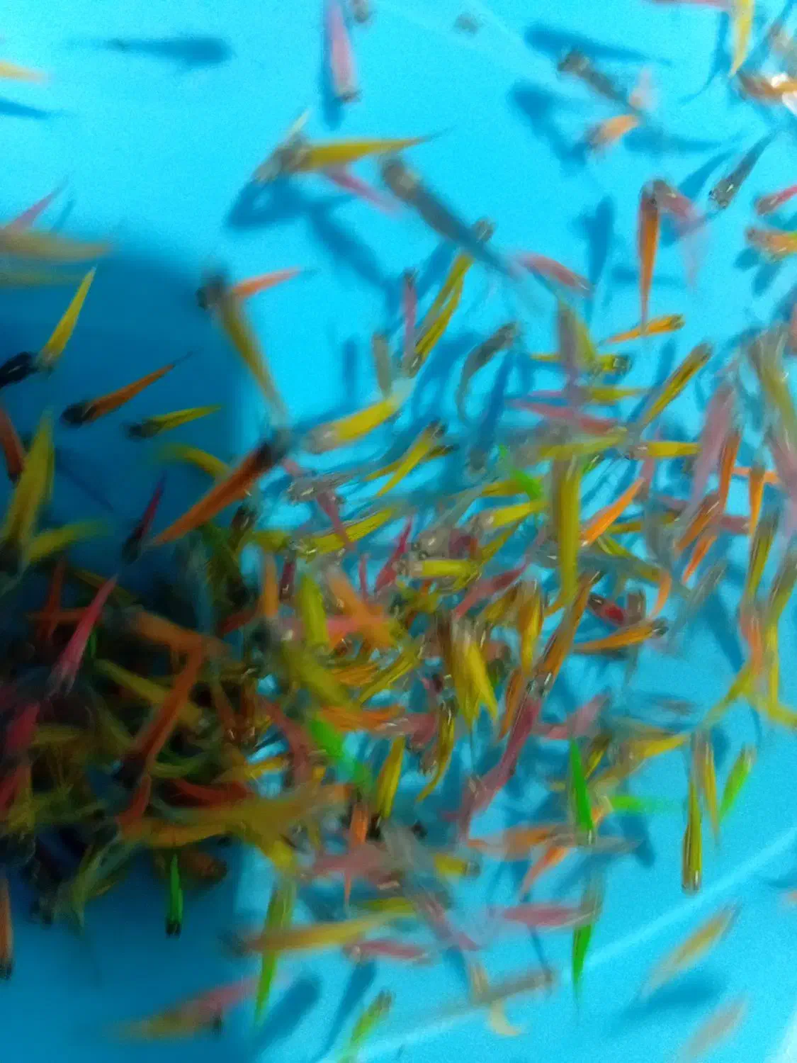 دانیو همه رنگ|ماهی|مشهد, گوهرشاد|دیوار