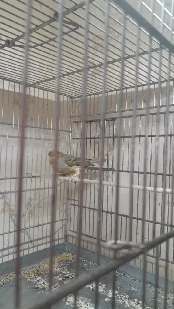 قناری و سهره|پرنده|اسلامشهر, شهرک مهدیه|دیوار