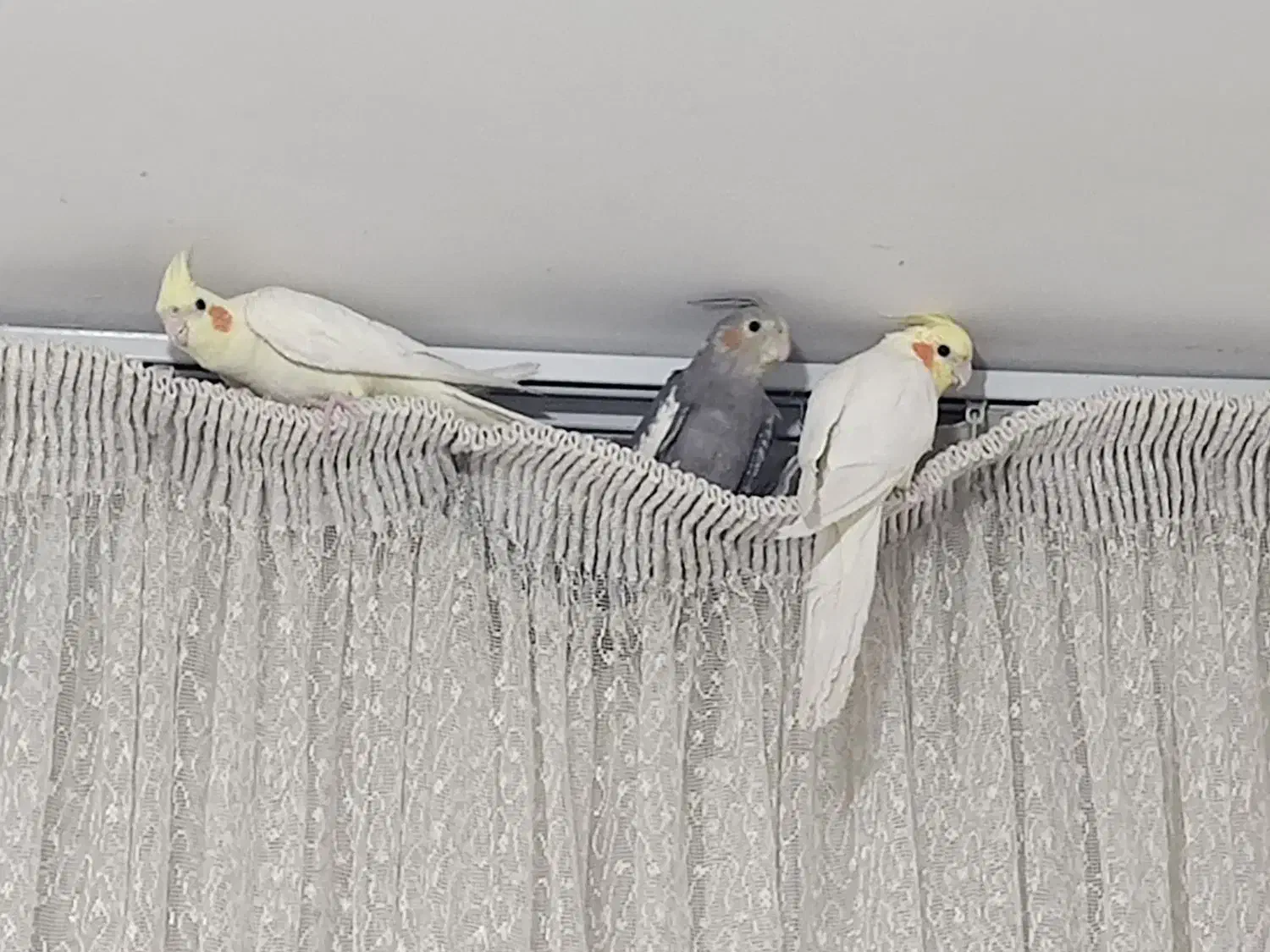 عرووس هلندی|پرنده|گلبهار, شهر جدید گلبهار|دیوار