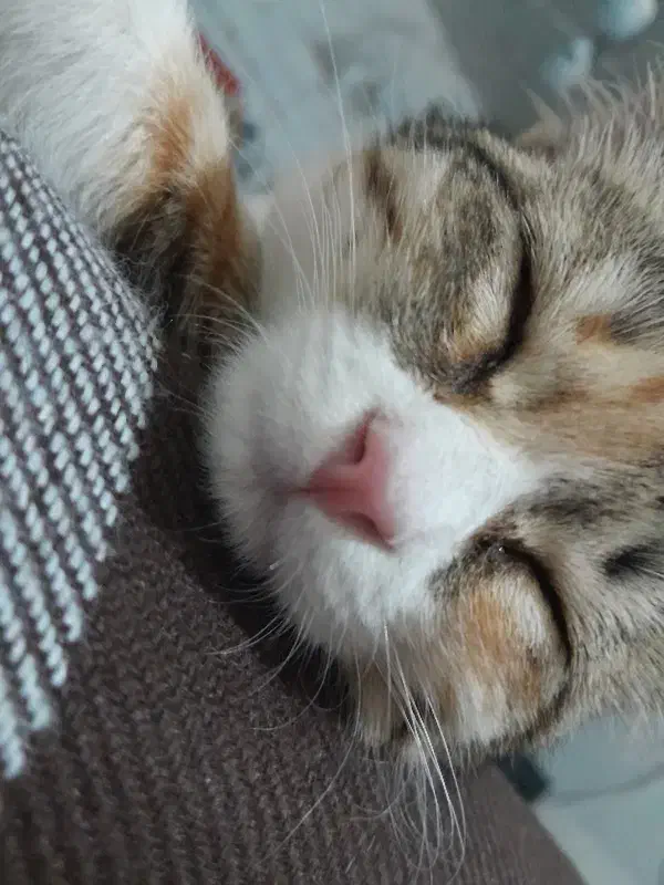 واگذاری گربه خانگی|گربه|اردکان, |دیوار