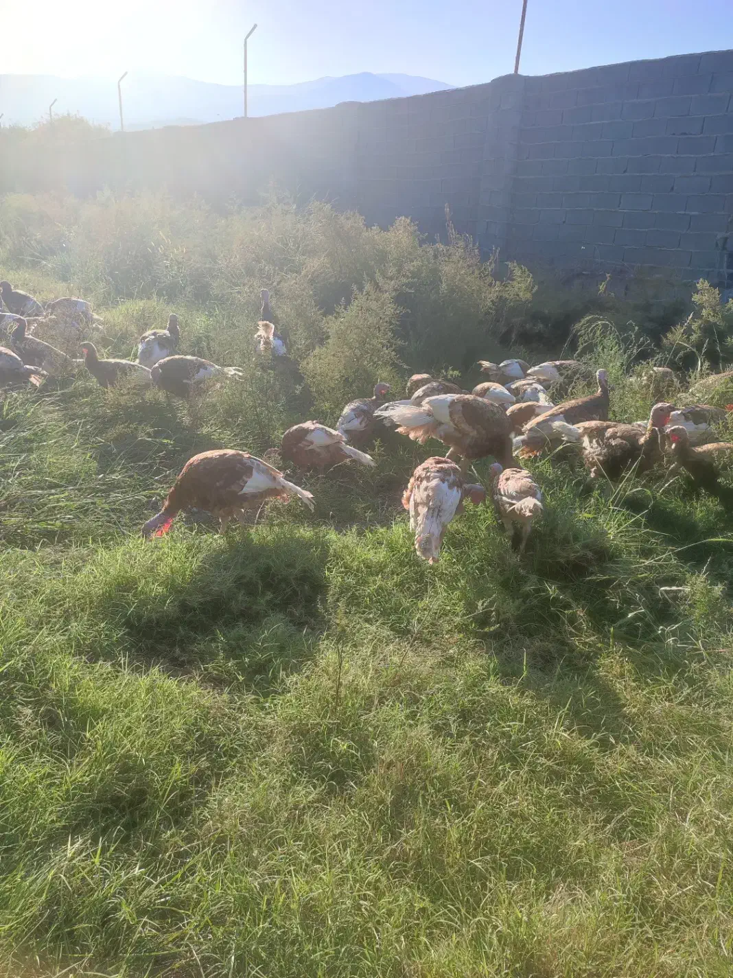 بوقلمون بوربن|حیوانات مزرعه|گرگان, |دیوار