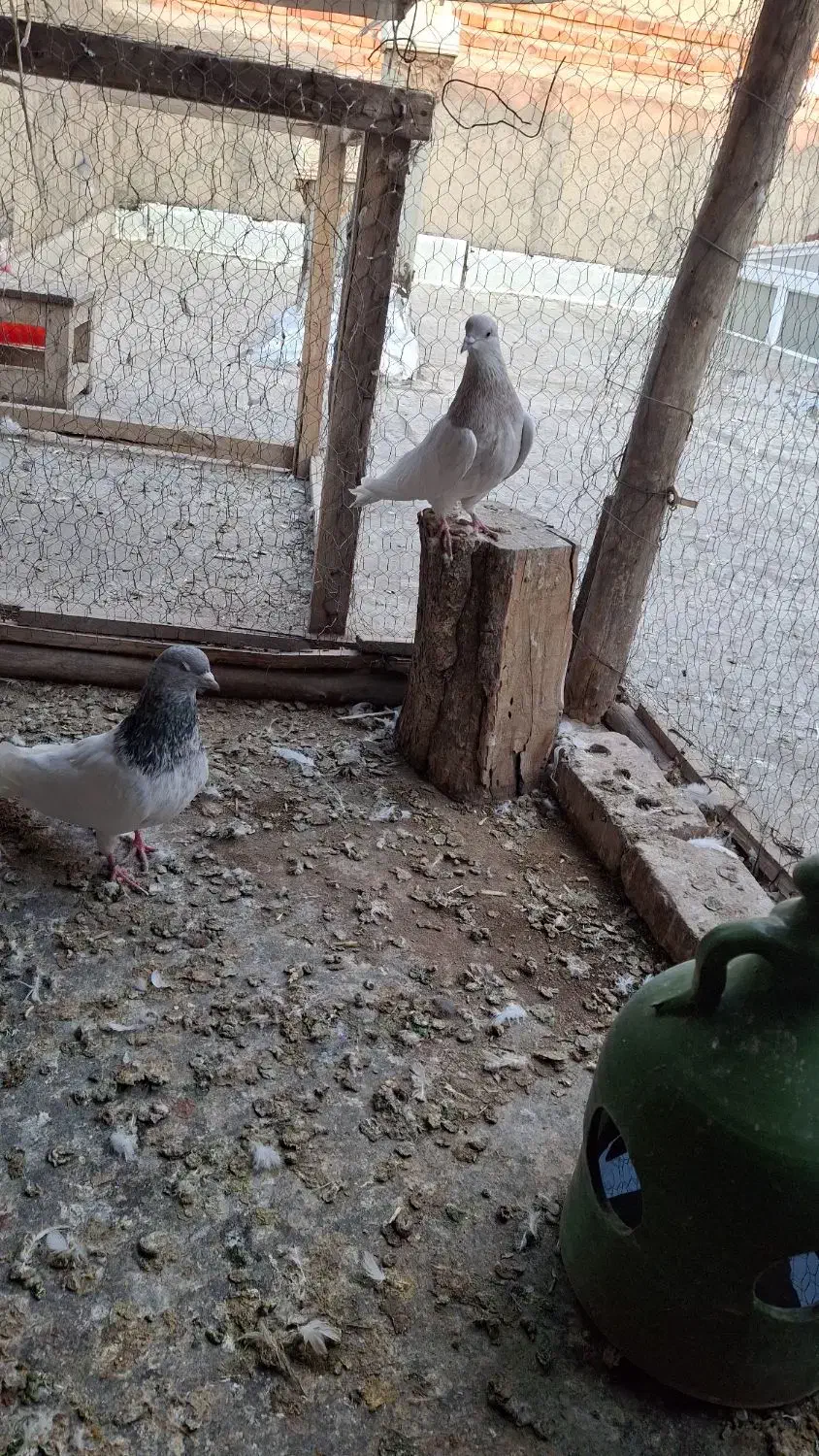 باشلی نروماده|پرنده|آذرشهر, |دیوار