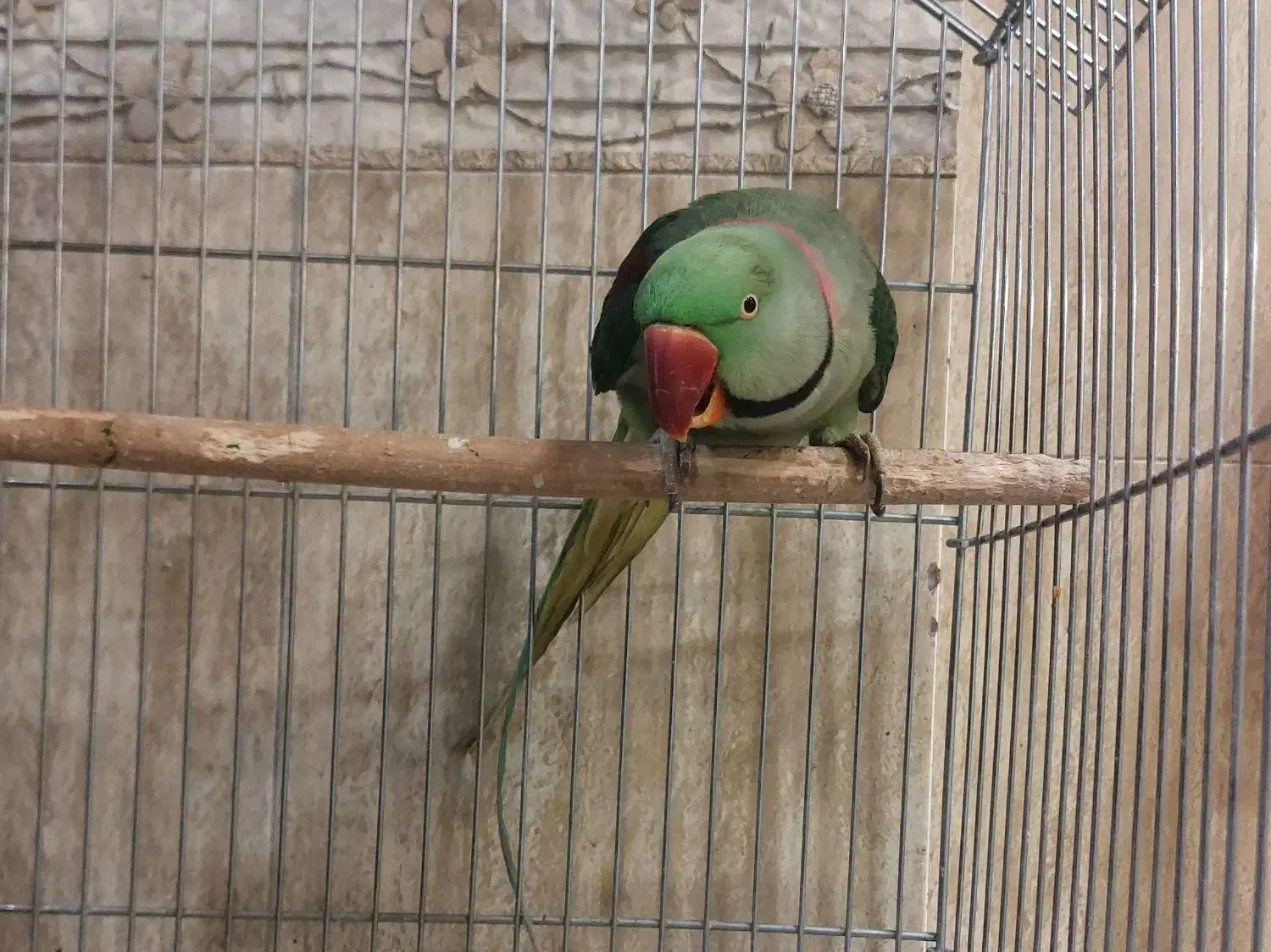 شاه طوطی|پرنده|تهران, ائمه اطهار|دیوار