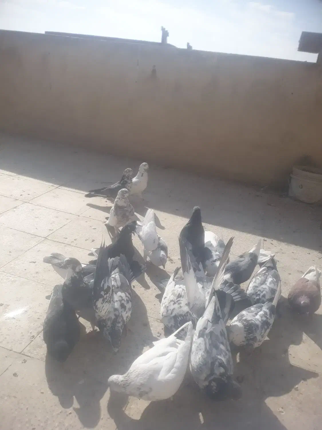 کفتر پرشی|پرنده|کهریزک, |دیوار