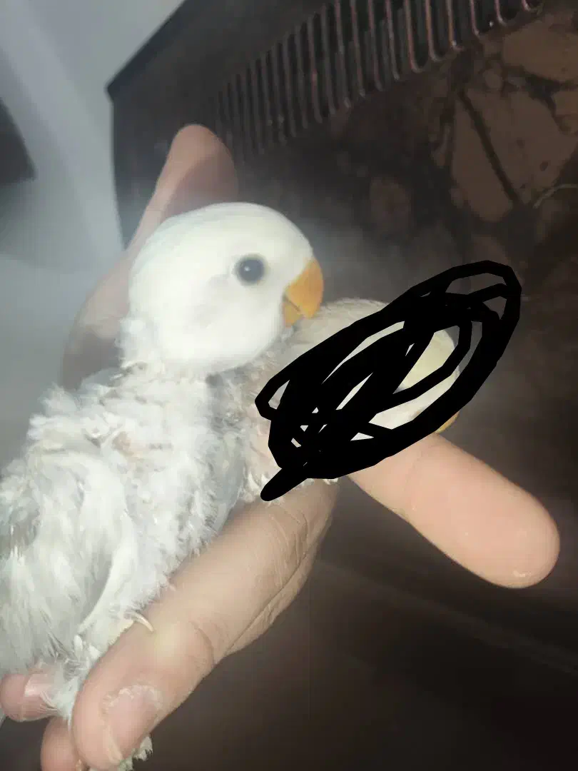 کوتوله برزیلی|پرنده|مرودشت, مجد آباد|دیوار