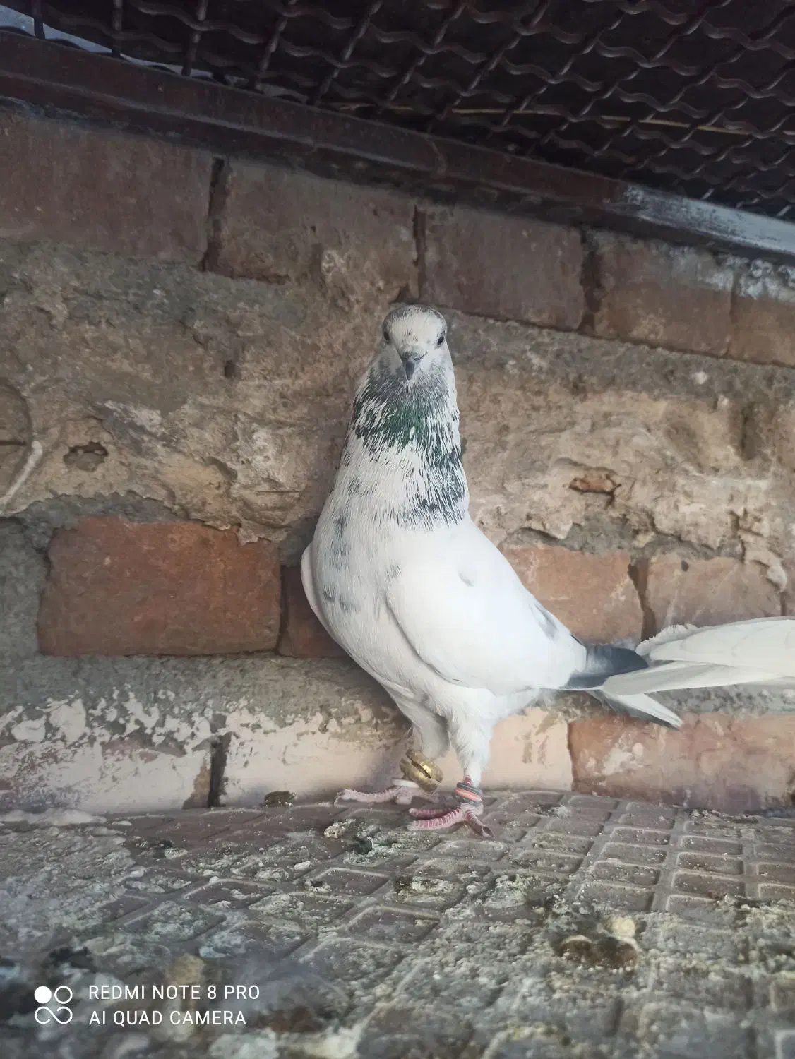 یه جفت نروماده خال سبز|پرنده|ایرانشهر, |دیوار