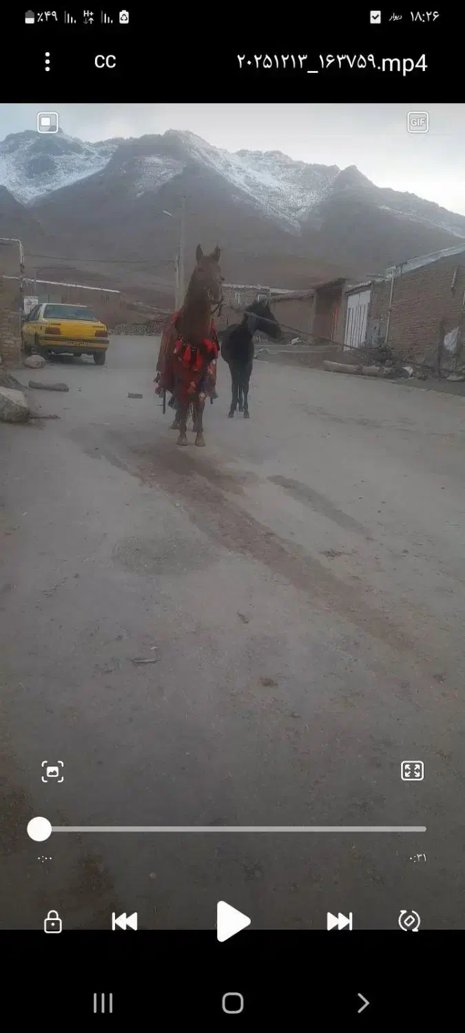 اسب نریان دوساله آرام ودرشت|اسب و تجهیزات اسب‌سواری|بیستون, |دیوار