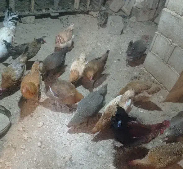 مرغ محلی|حیوانات مزرعه|مارگون, |دیوار