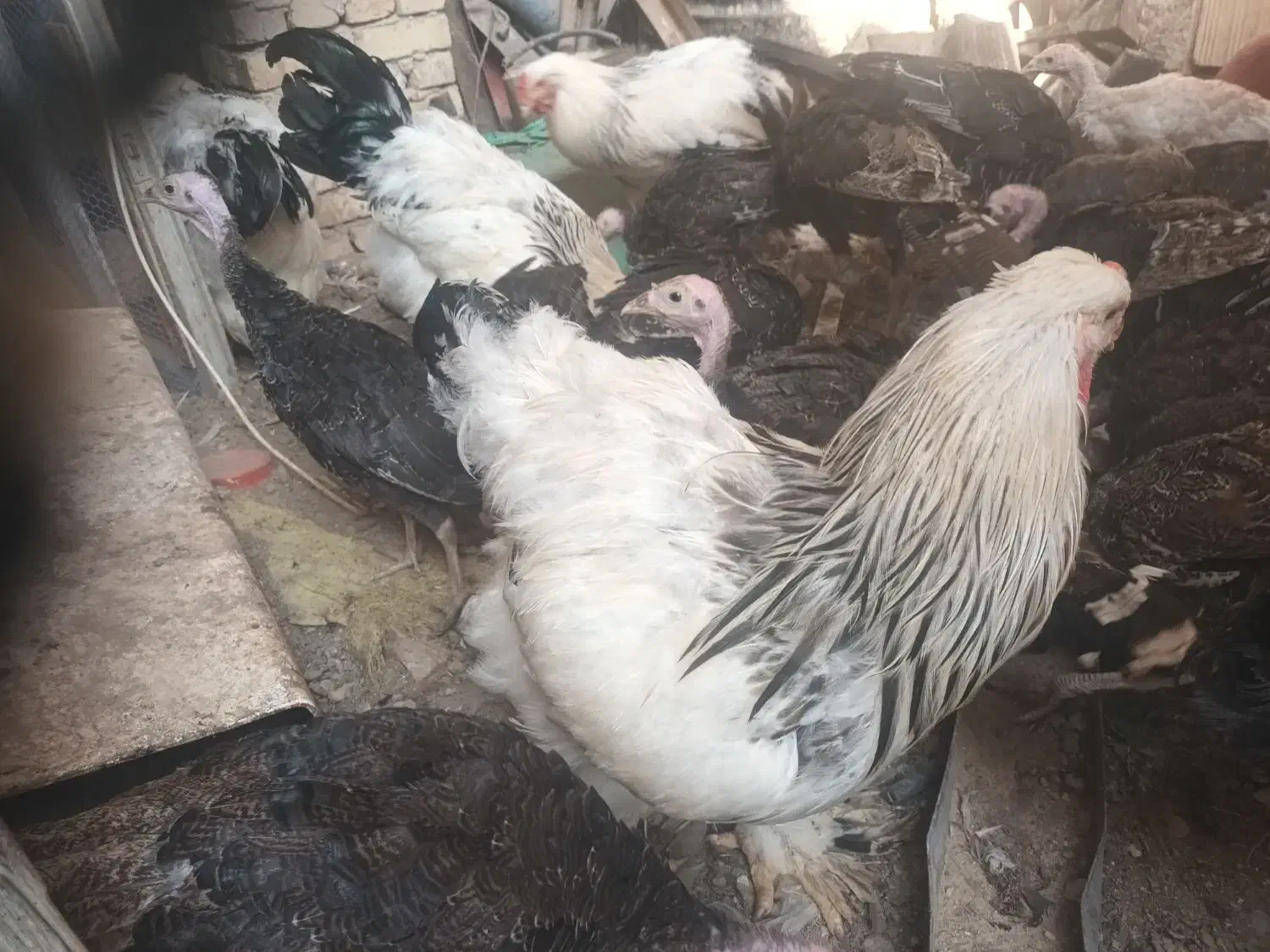 بوقلمون، برهماومرغوخروس|حیوانات مزرعه|دشتابی, |دیوار