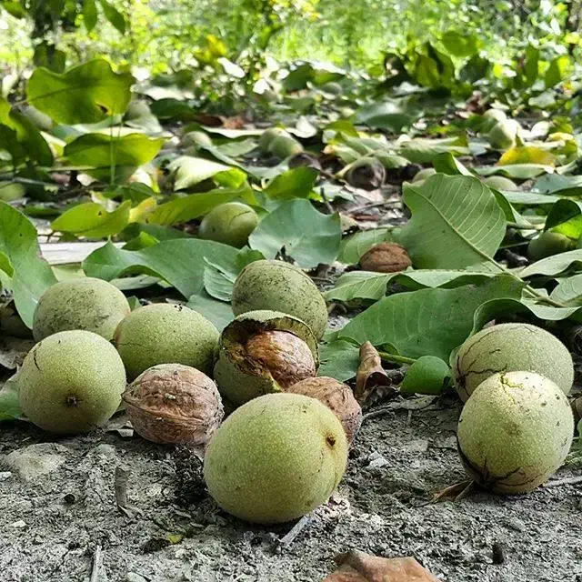 فروش باغ ۲۳۰ قصبی در دهبکری با کابری مسکونی|فروش زمین و ملک کلنگی|دهبکری, |دیوار