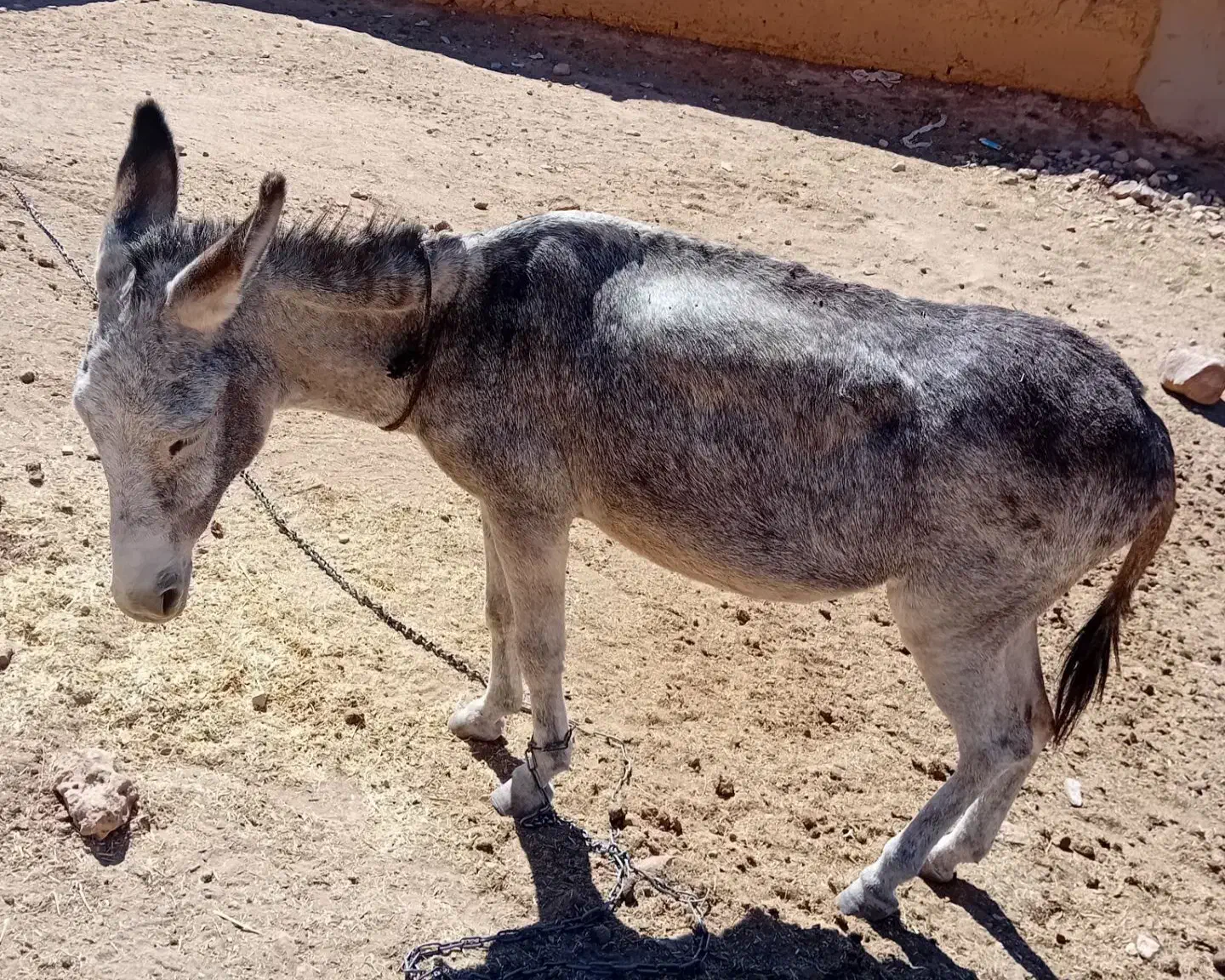 خر گوسفندی|حیوانات مزرعه|شیروان (خراسان), |دیوار