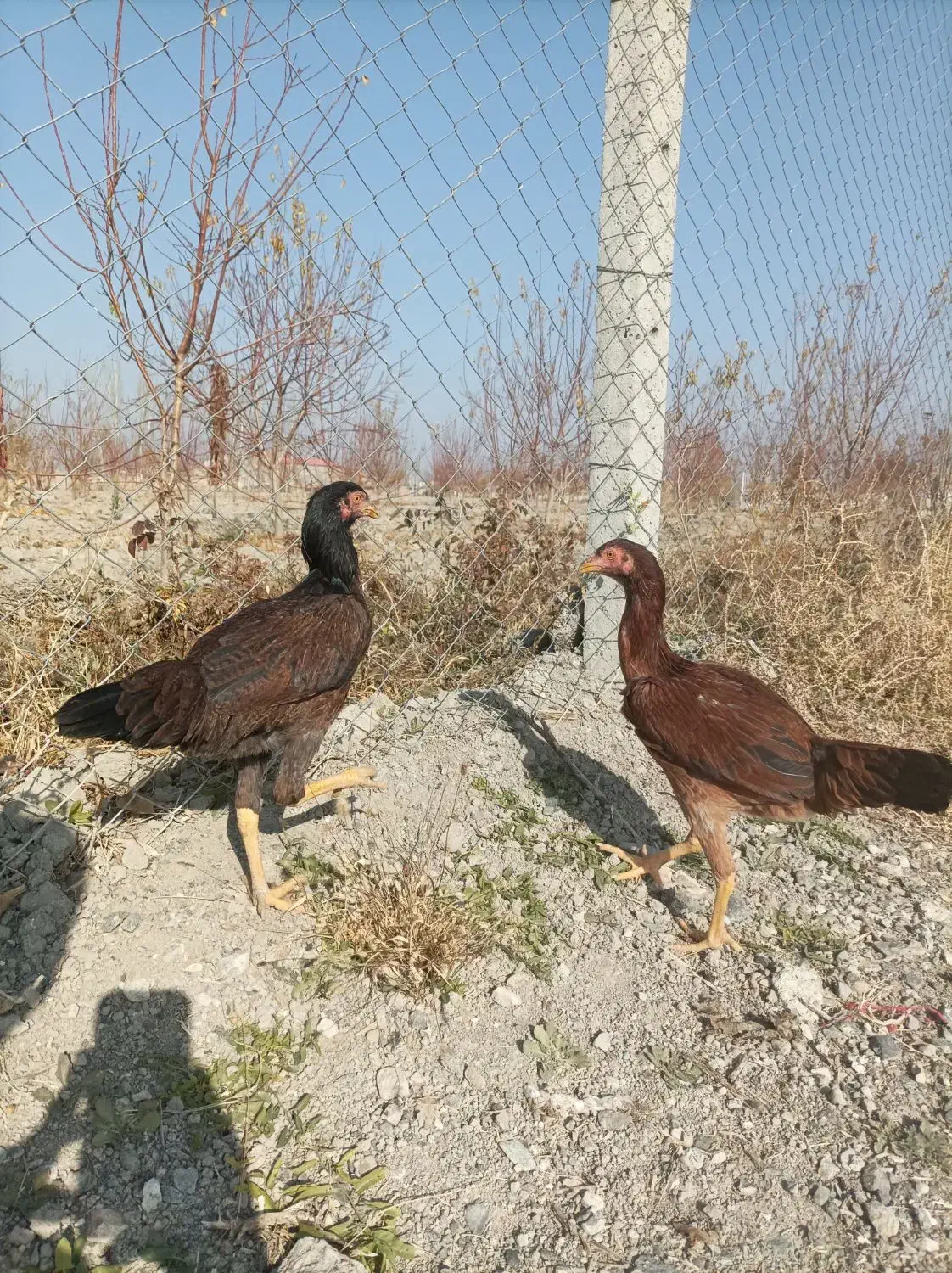 لاری|حیوانات مزرعه|سلماس, |دیوار