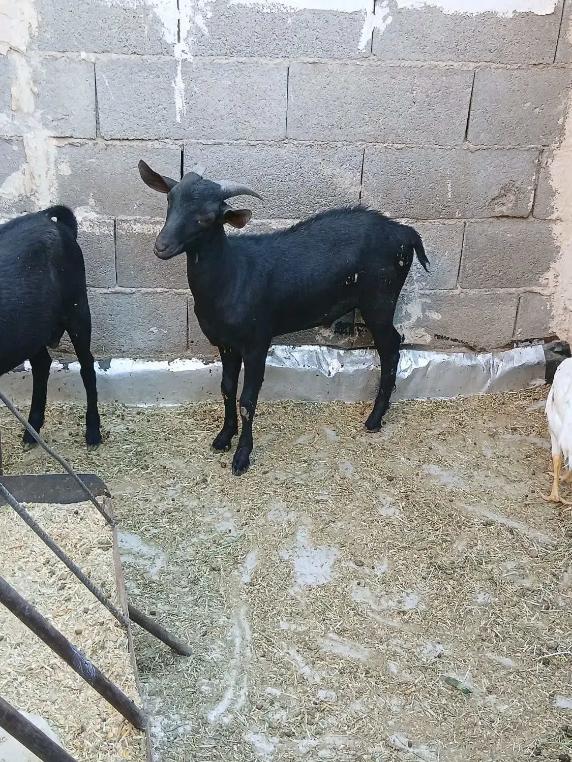 بز مورسیاه|حیوانات مزرعه|بندر ماهشهر, |دیوار