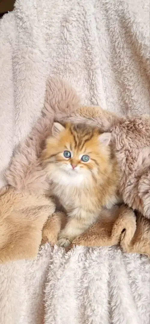 بچه گربه های دلربا در شیراز|گربه|شیراز, سینما سعدی|دیوار