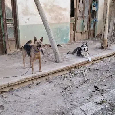 ژرمن شپرد اصلی و هاسکی چشم یخی ۲ساله|سگ|شهرکرد, |دیوار