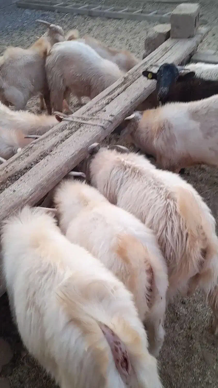 چبش چاق|حیوانات مزرعه|راور, |دیوار