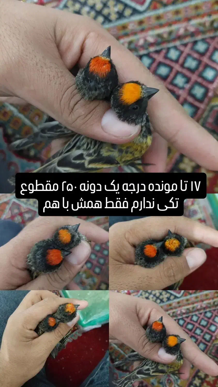 گلبسر سهره نر|پرنده|مشهد, گوهرشاد|دیوار