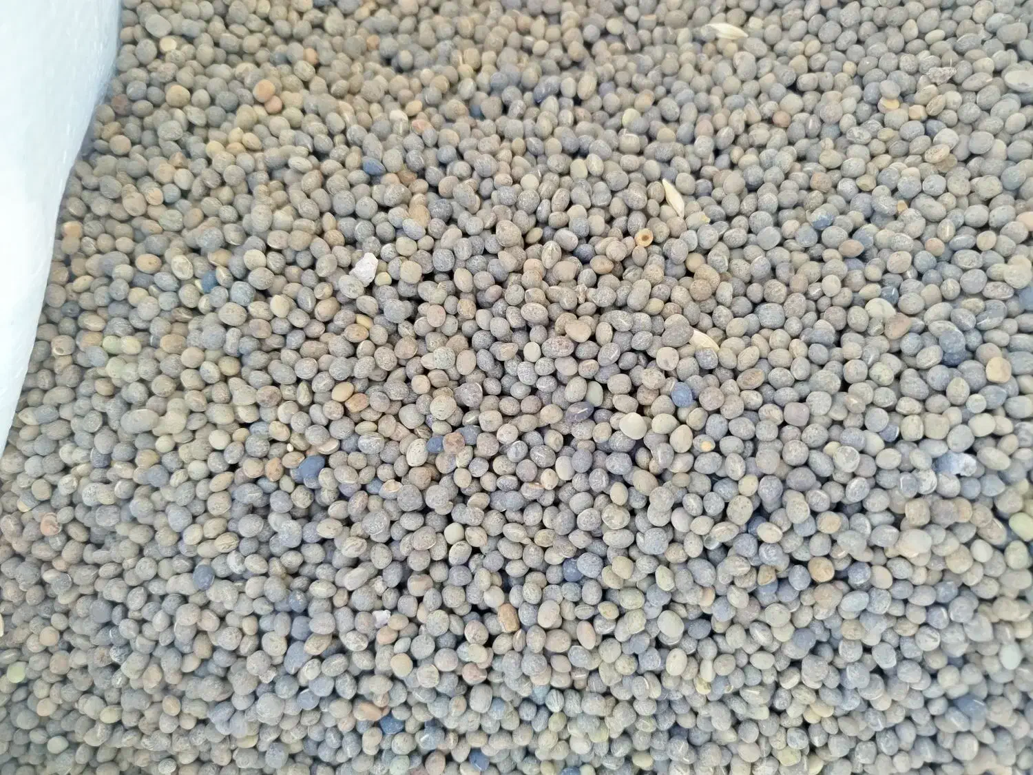 بذر ماشک|گل و گیاه طبیعی|سنقر, |دیوار