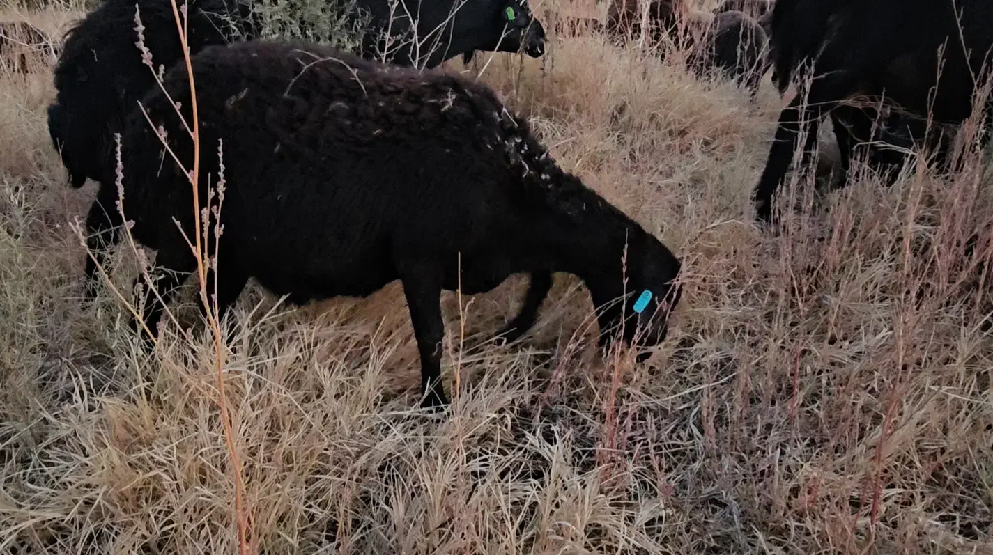 فروش شیشک و توخلو هترو|حیوانات مزرعه|ماهنشان, |دیوار