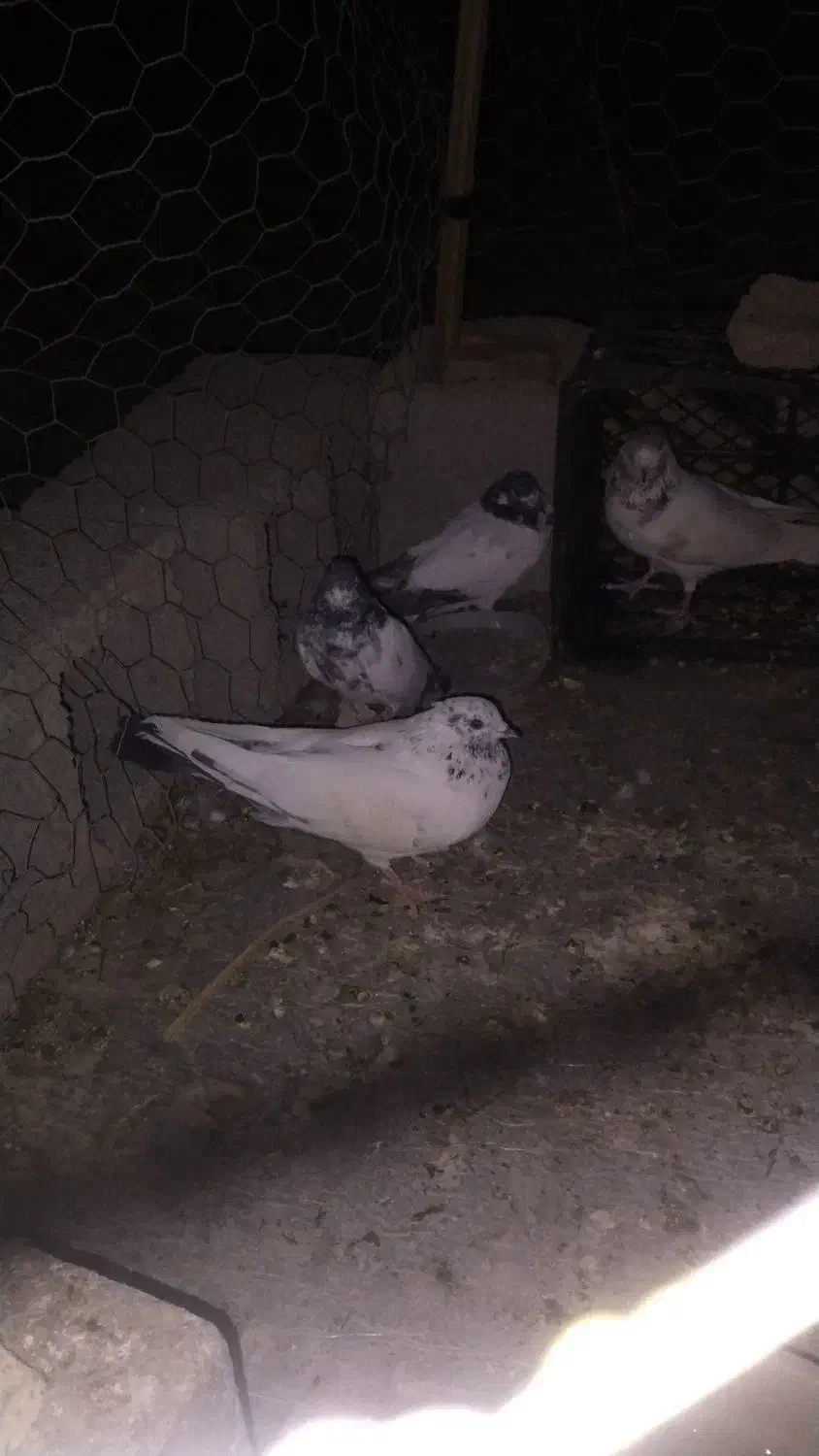 4عددرکفتر پرشی|پرنده|عنبرآباد, |دیوار