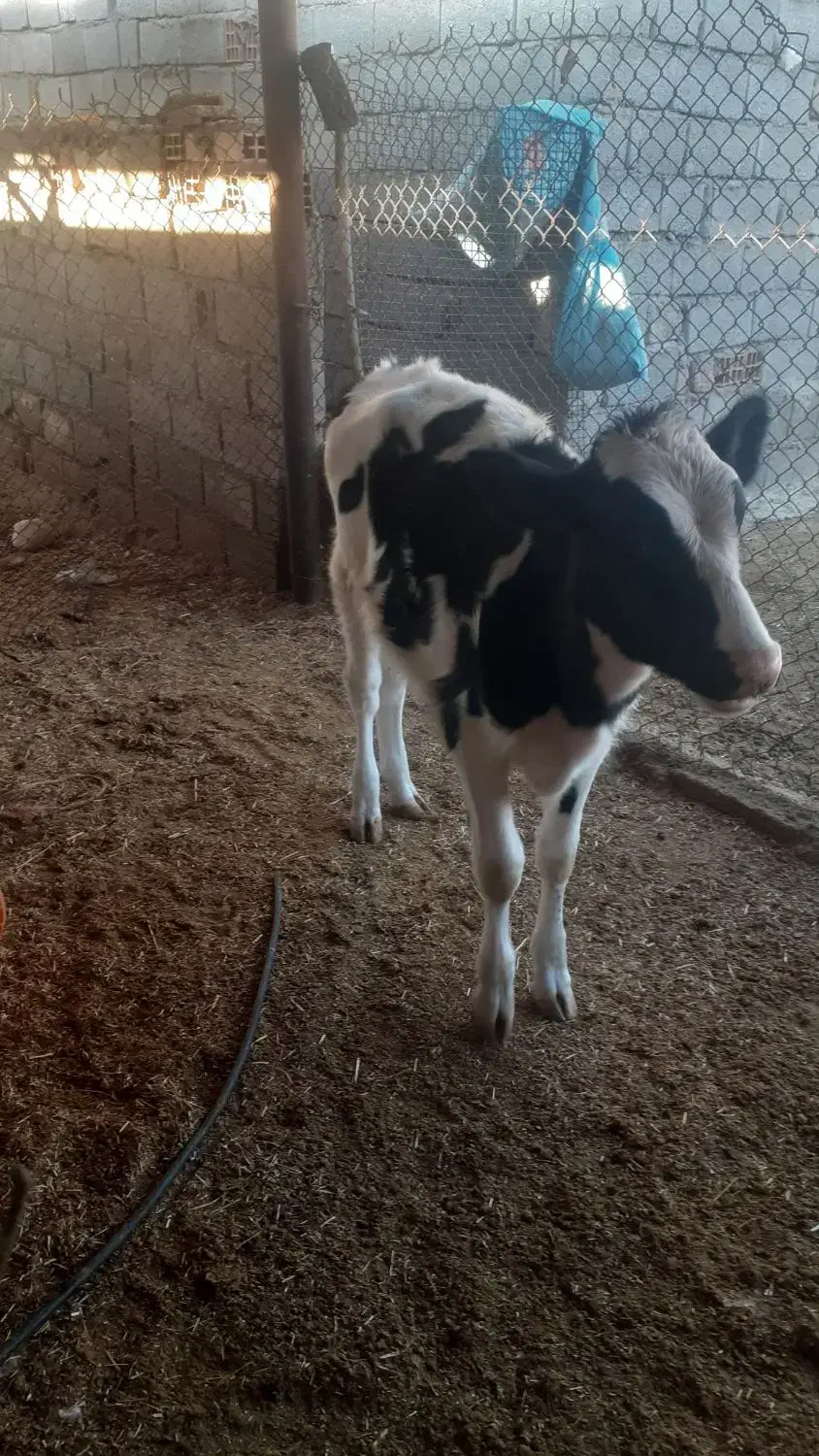 گوساله کور|حیوانات مزرعه|شباب, |دیوار