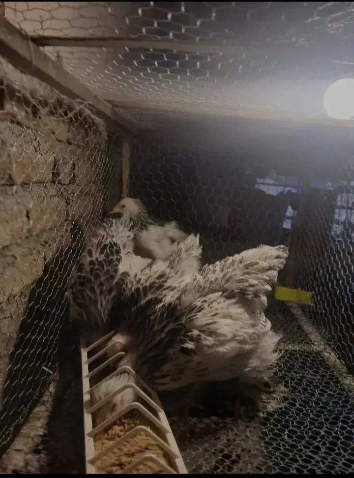 جوجه برهما لایت اصیل|حیوانات مزرعه|قدس, شهر‌قدس|دیوار