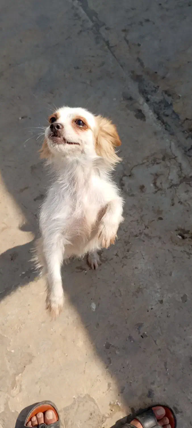 واگذاری سگ اشپیتز تریر|سگ|اهواز, فاز ۲ پادادشهر|دیوار