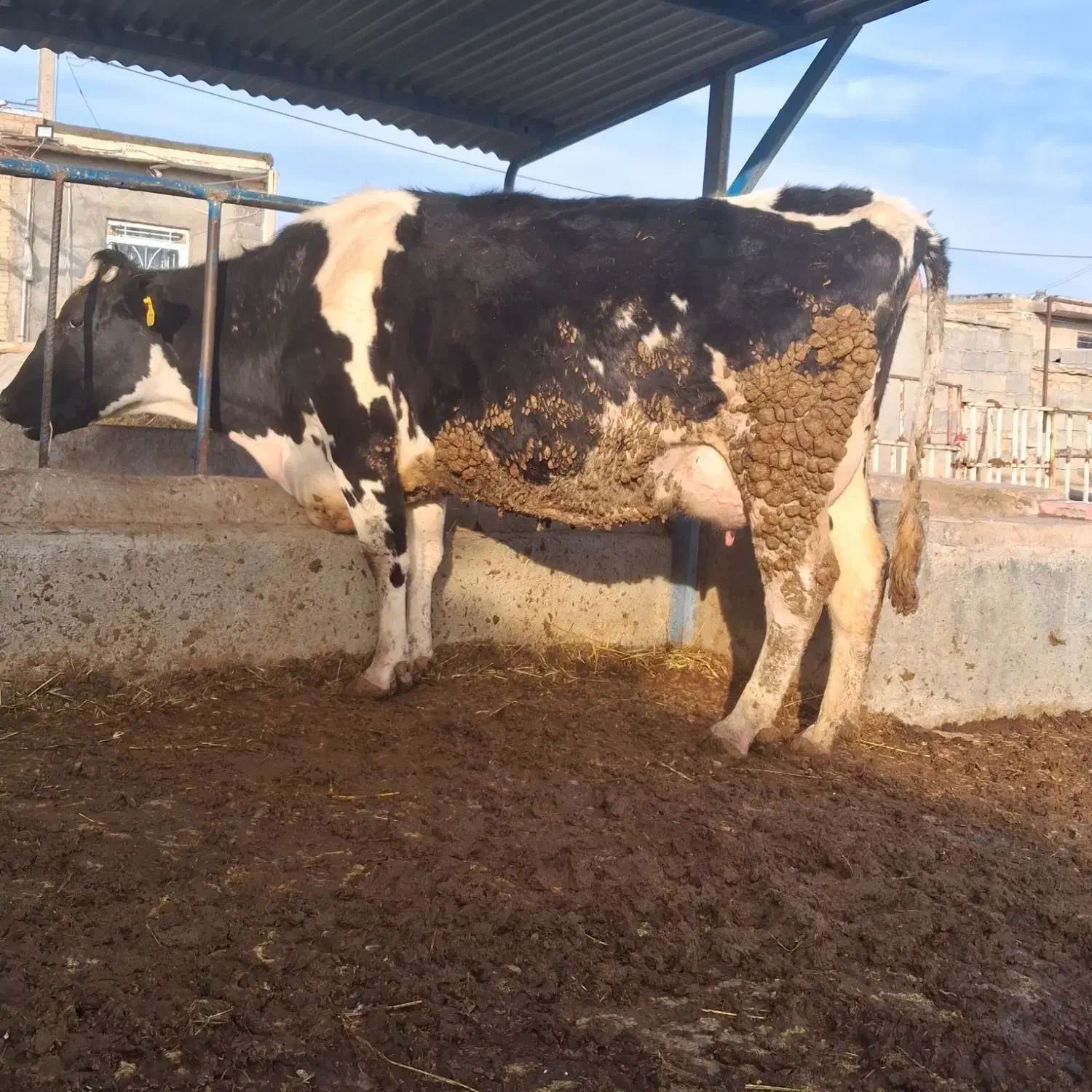 گاو|حیوانات مزرعه|چناران, |دیوار