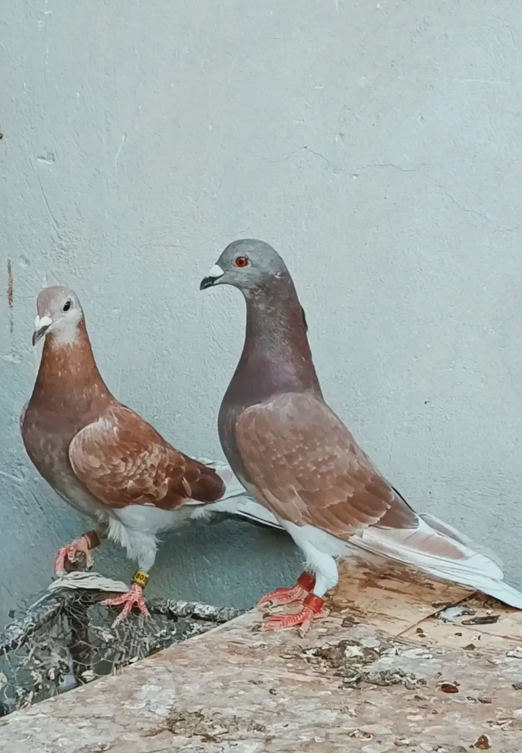 نروماده غوره ی|پرنده|داراب, |دیوار