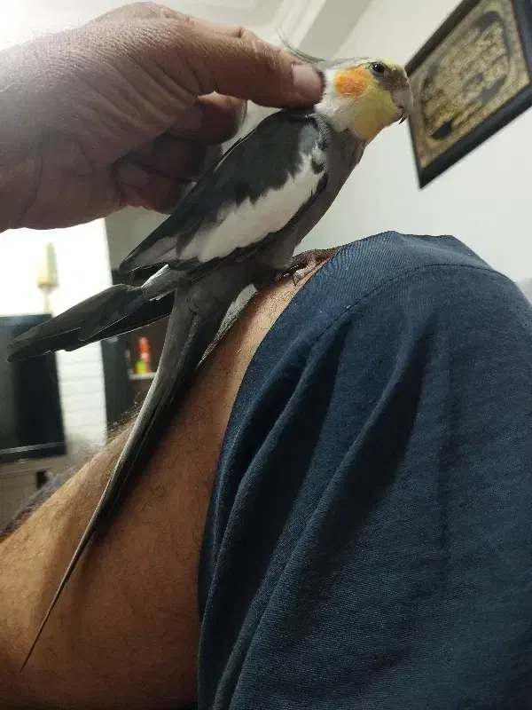 2تا عروس نر|پرنده|بندرعباس, |دیوار