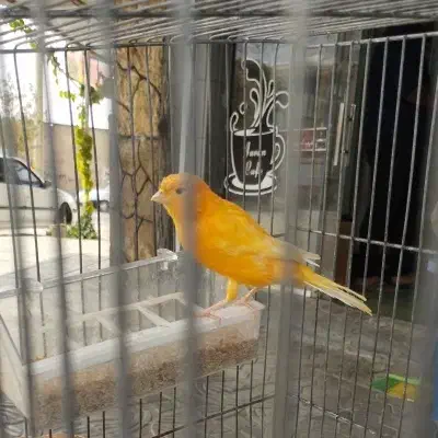 قناری نر و ماده اماده 2جفت|پرنده|رونیز, |دیوار