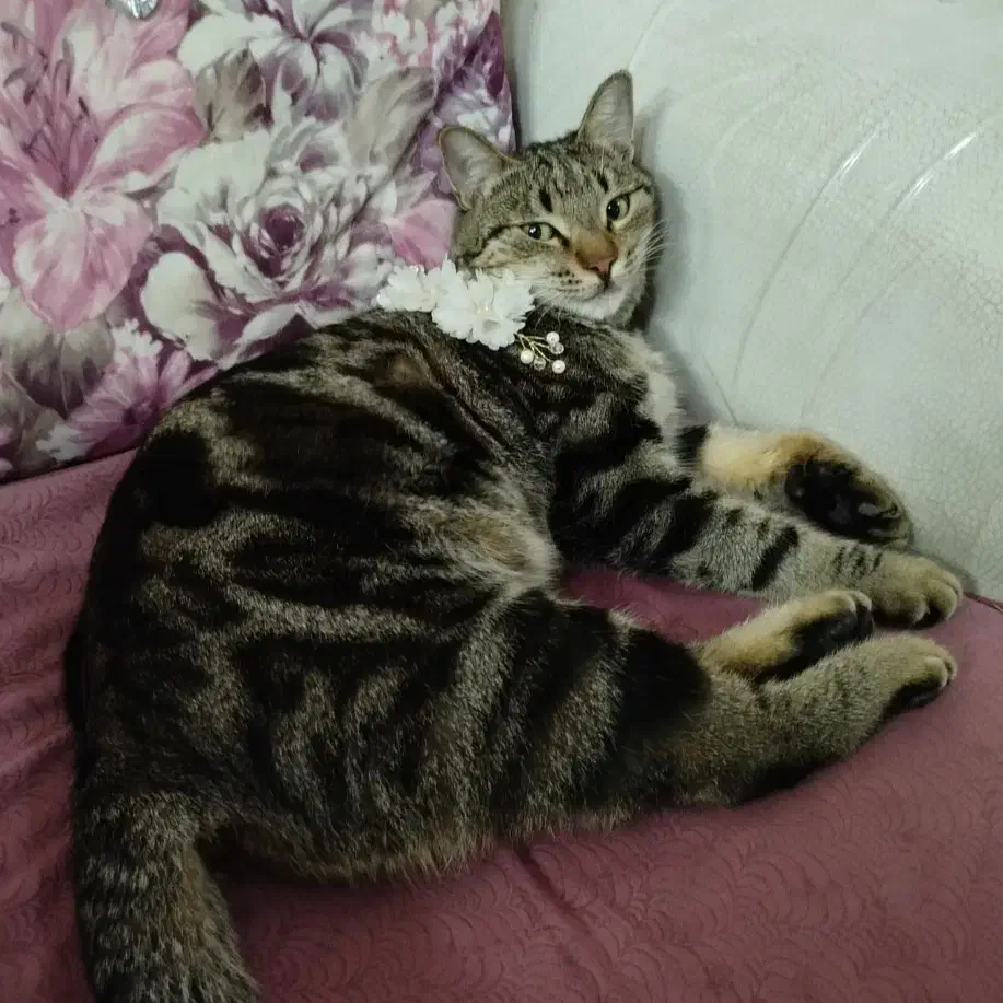 گربه گمشده|حیوانات|مشهد, کارگران|دیوار