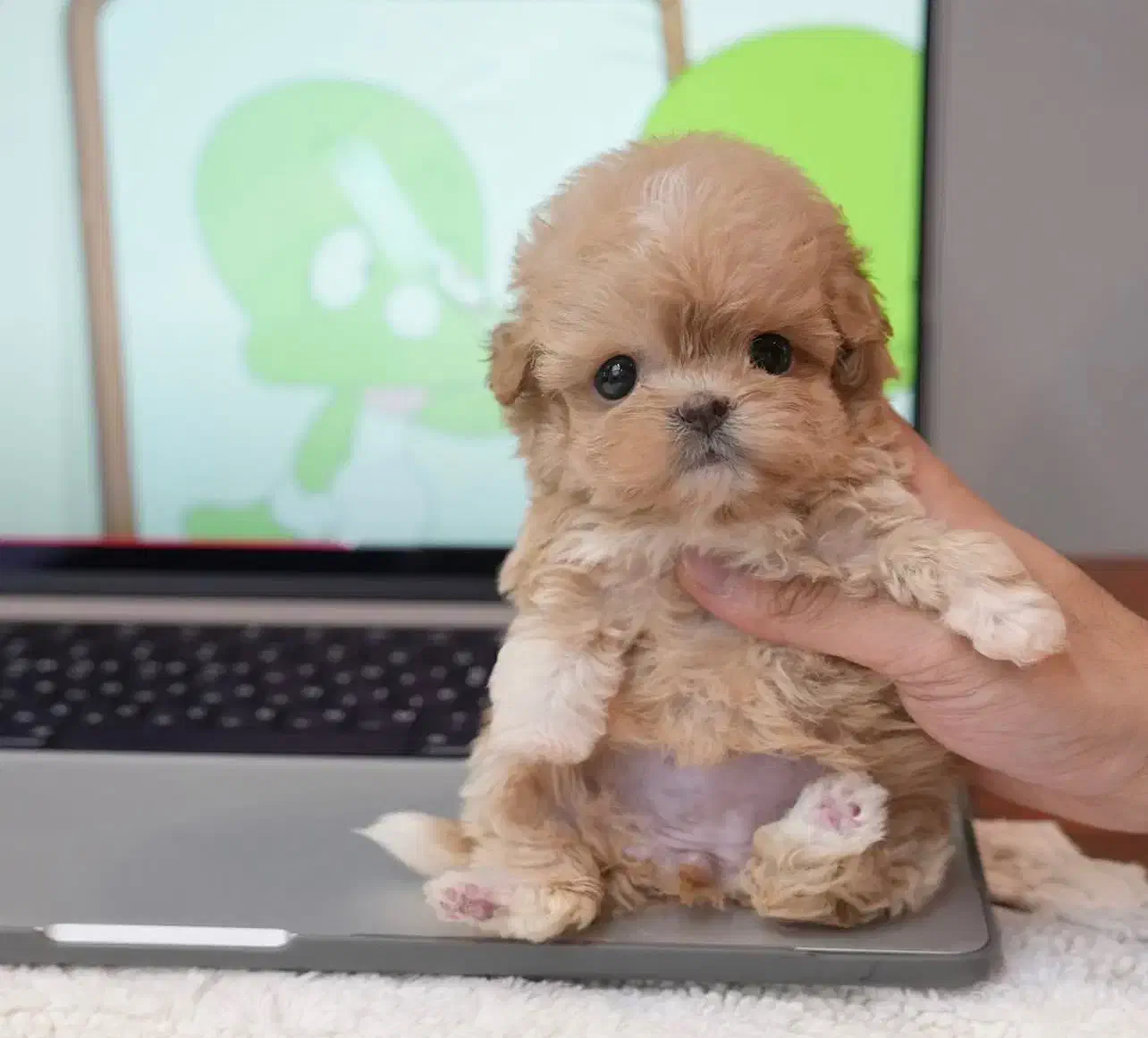 پودل مالتیز عروسکی جیبی مالتیپو|سگ|تهران, منیریه|دیوار