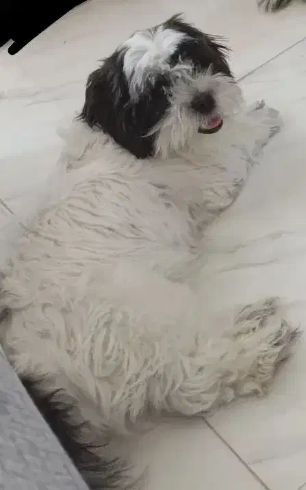 واگذاری دوعددسگ شیتزو|سگ|شیراز, قلعه نو|دیوار