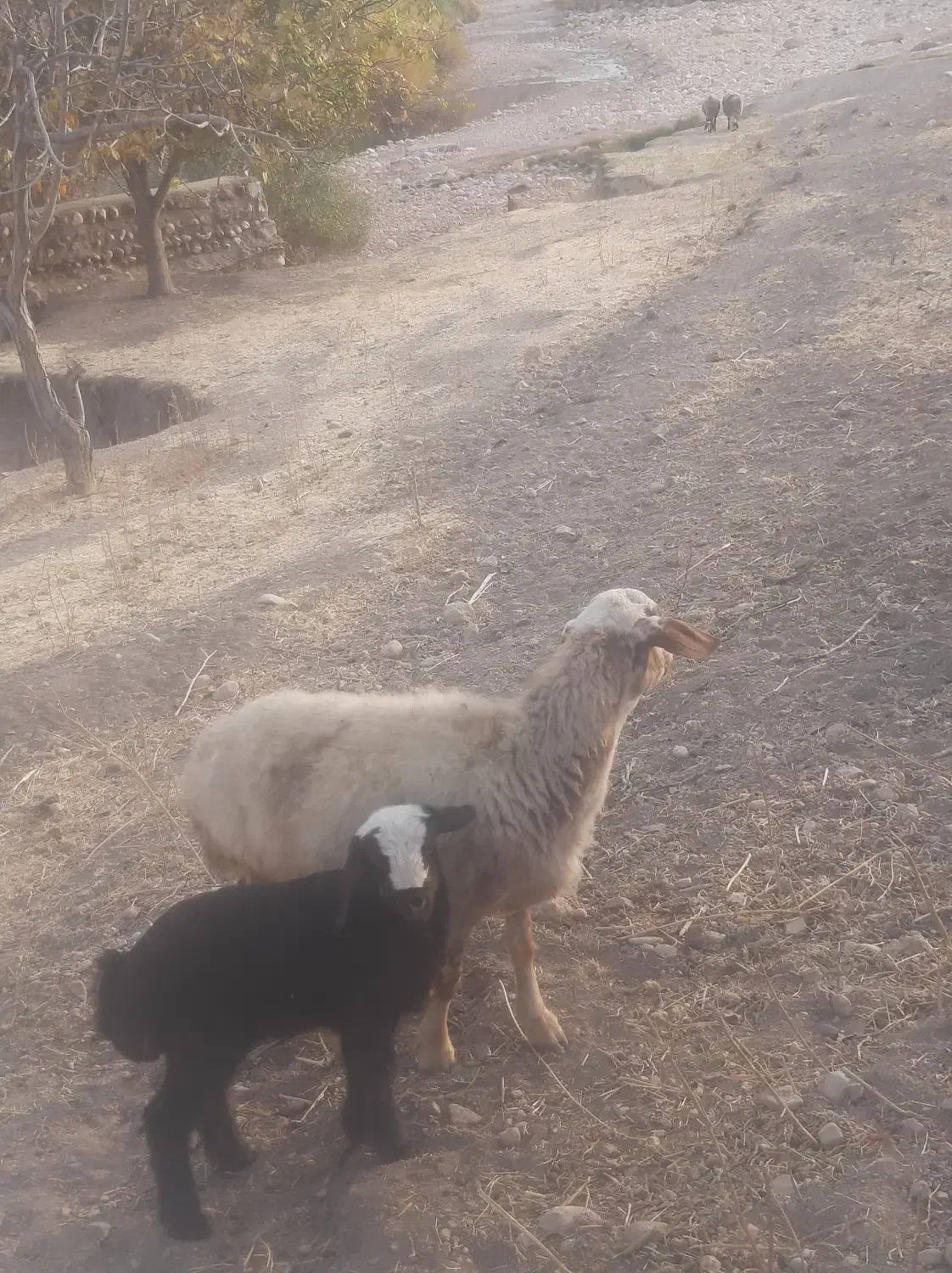 میش بره|حیوانات مزرعه|پاپی, |دیوار