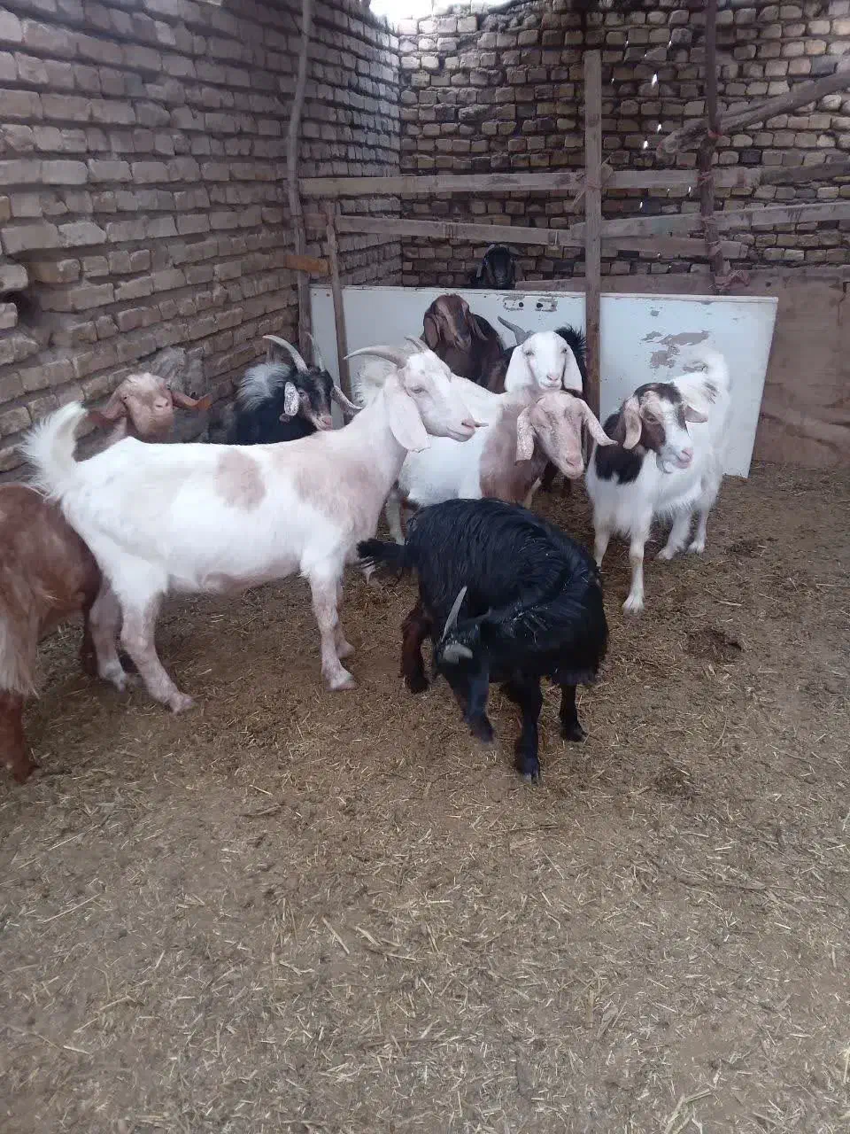 فروشی|حیوانات مزرعه|کشکوئیه, |دیوار