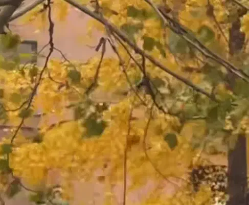 نیروی کار آقا جهت فروشگاه مواد غذایی|استخدام خدمات فروشگاه و رستوران|بندر انزلی, متروپل|دیوار