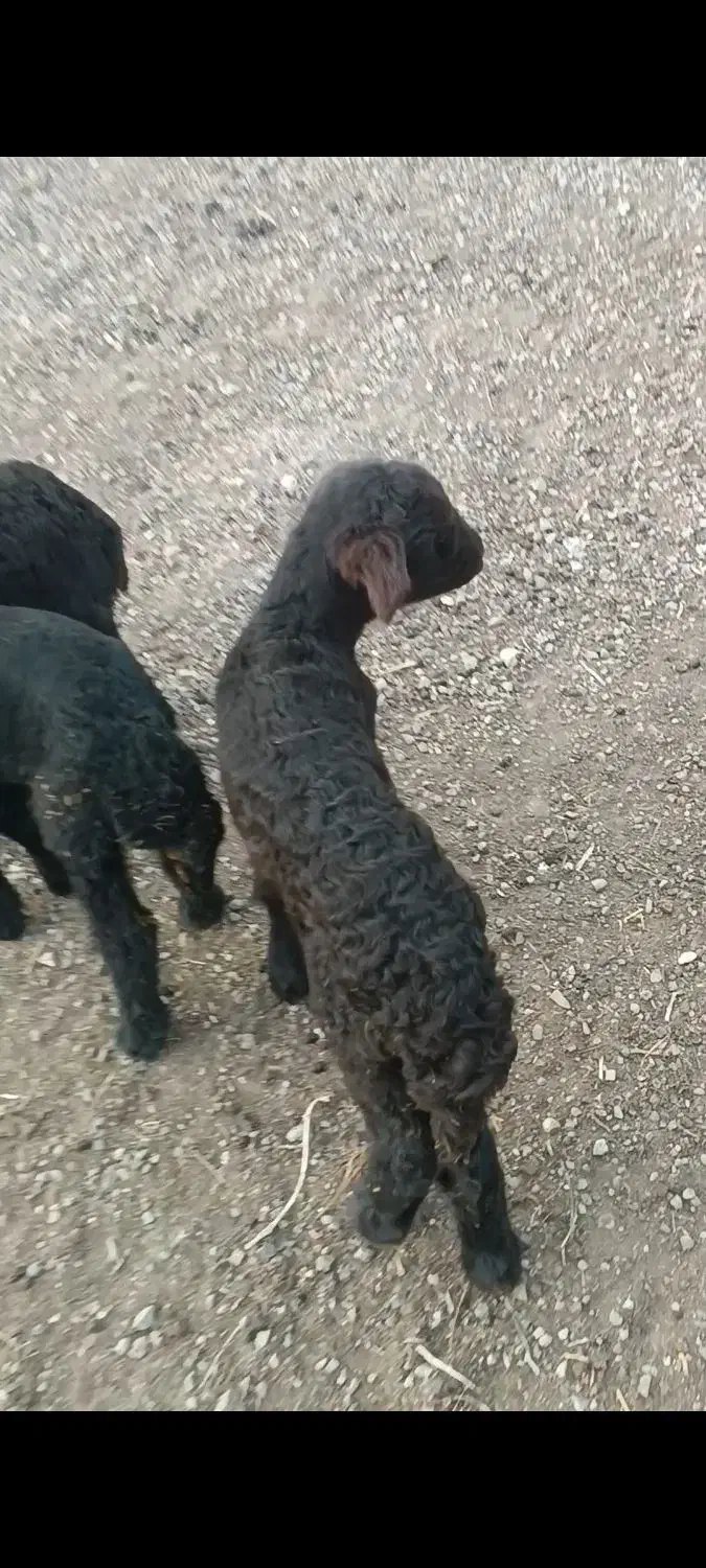 طلای سرخ|حیوانات مزرعه|میانه, |دیوار